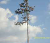 D:DCIM100HDCAMHDP_0809.JPG
